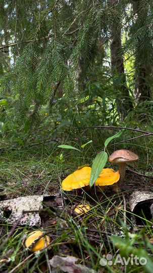 Лисички Грибы