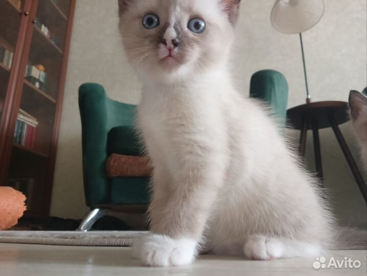 Котëнок в добрые руки