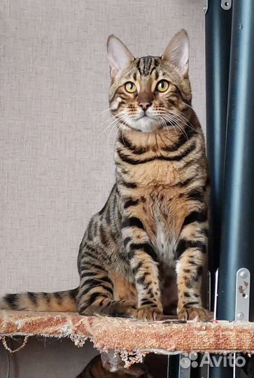 Бенгальская