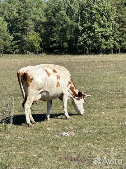 Продажа Коров
