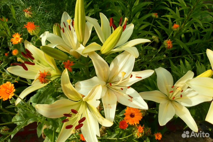Сортовые лилии