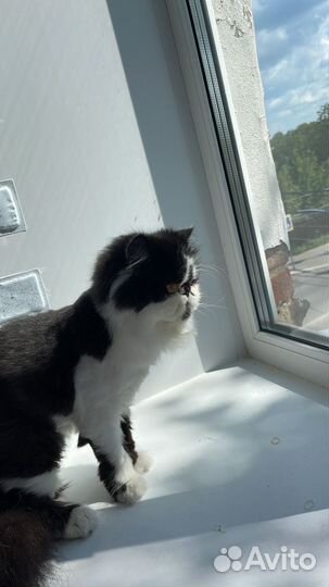 В добрые руки