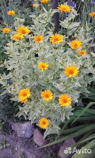 Многолетние цветы