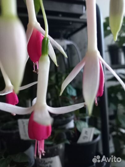 Фуксия цветы комнатные