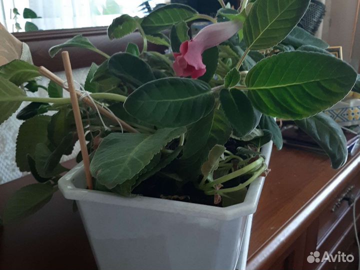 Глоксиния цветущая