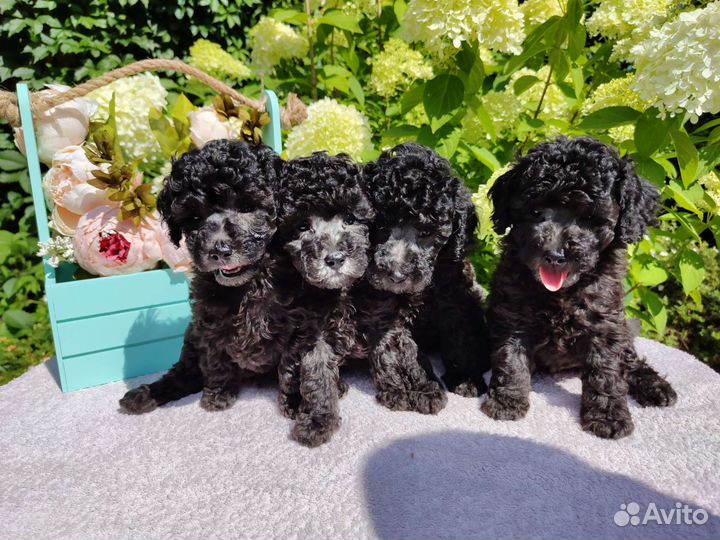 Миниатюрный пудель щенки серебро