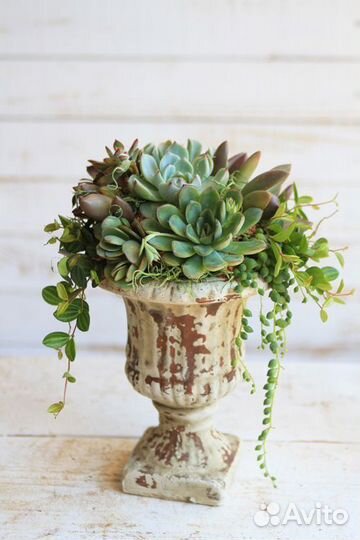 Уход полив за растениями,озеленитель,фитодизайн