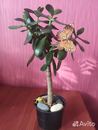 Красула толстянка (денежное дерево)