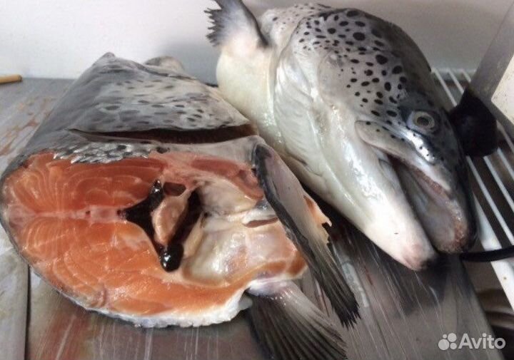 Головы семги