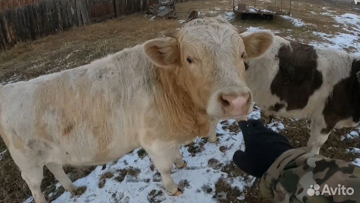 Быки на мясо живым весом