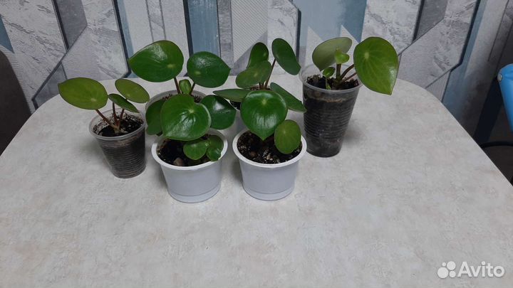 Пеперомия рейндроп