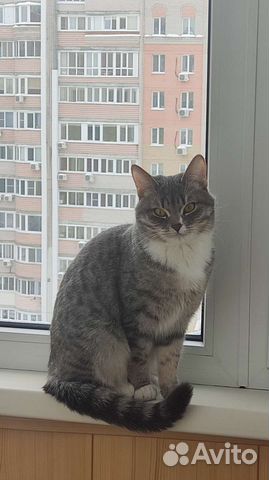 Селкирк-рекс