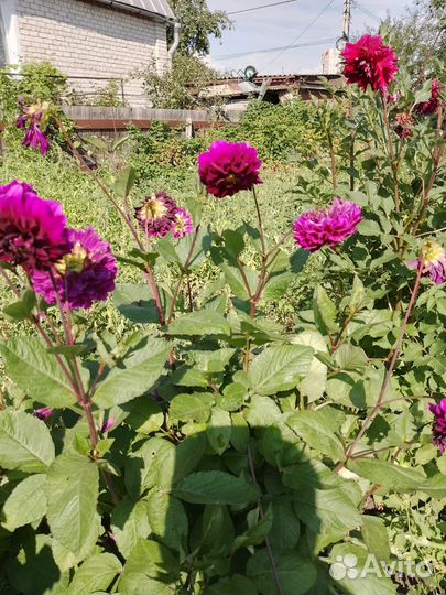 Георгины клубни