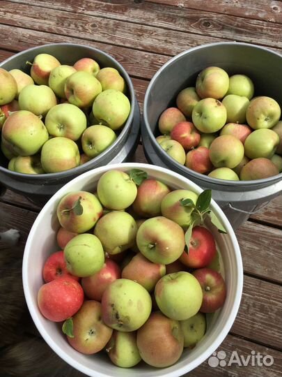 Яблоки домашние