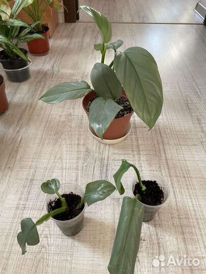 Филодендрон