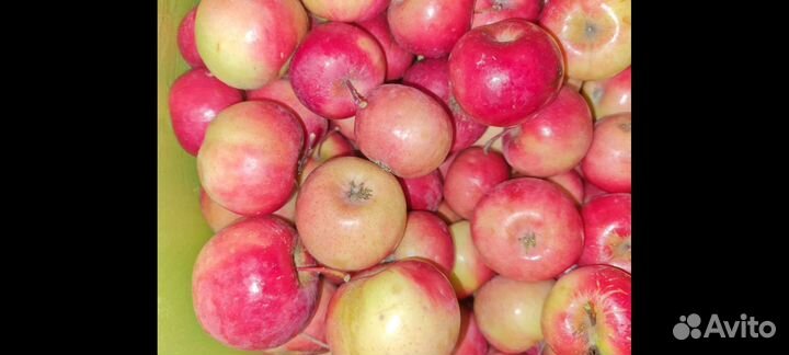 Яблоки ранетки