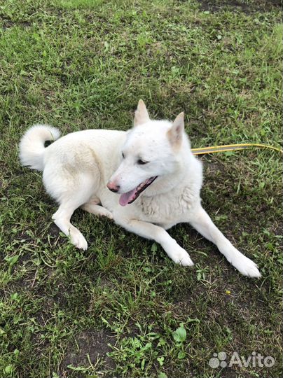 Собака лайка