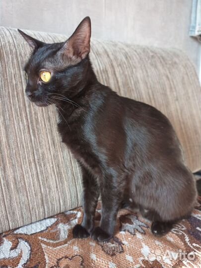 Кошечка в хорошие руки