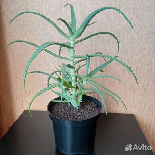 Алоэ, столетник