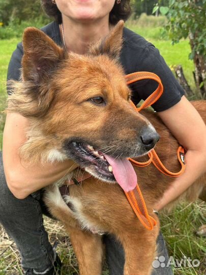 Молодой энергичный песик грустит в приюте