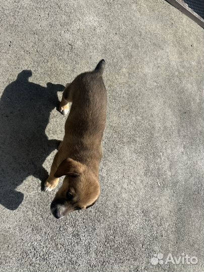 Щенки благородной дворняги