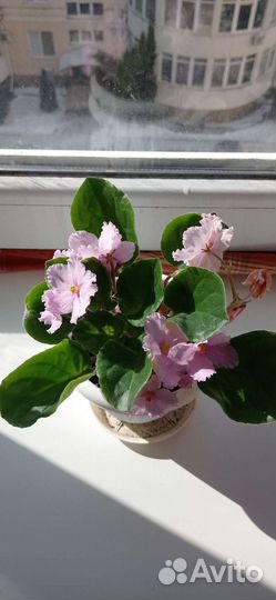 Комнатные цветы