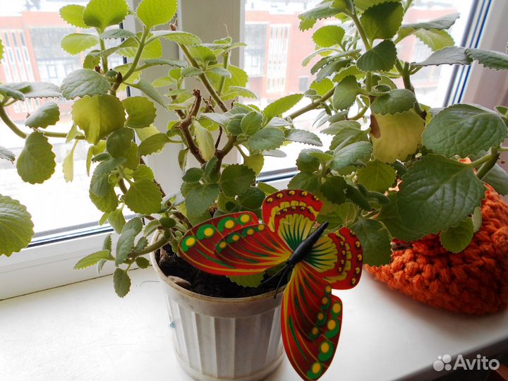 Комнатная мята (плектрантус)