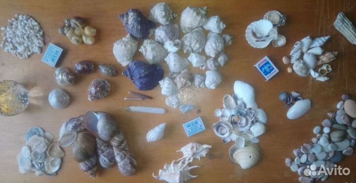 Ракушки, грунт и декор в аквариум