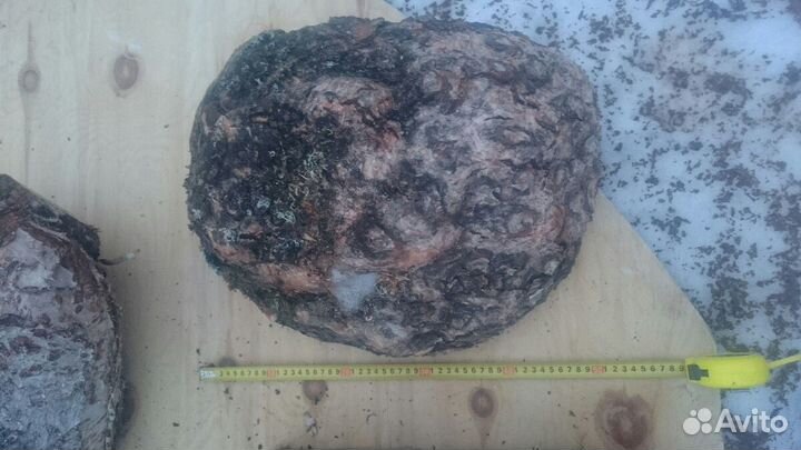 Сувель Кап берёзовый хвойный