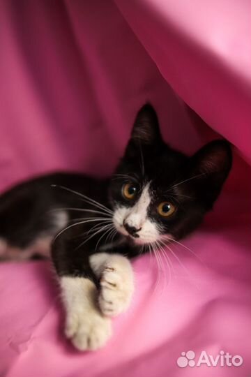 Котенок мальчик