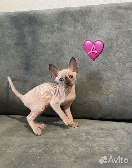 Канадский сфинкс