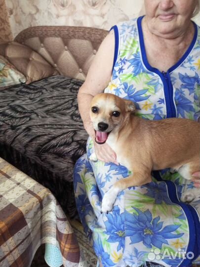 Карликовый пинчер