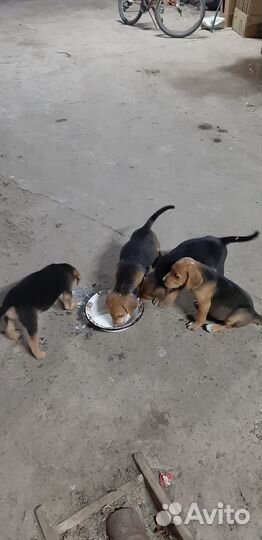 Щенки русской гончей