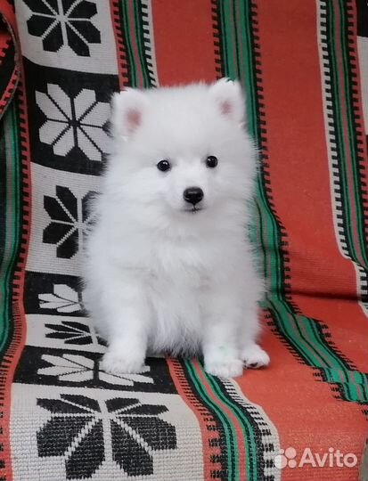 Красивый щенок японский шпиц