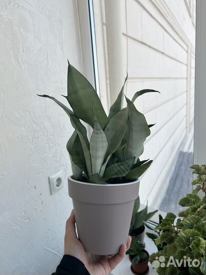 Сансевиерия муншайн