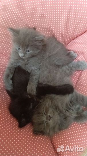 Котенок (Котята ) отдаем в добрые руки