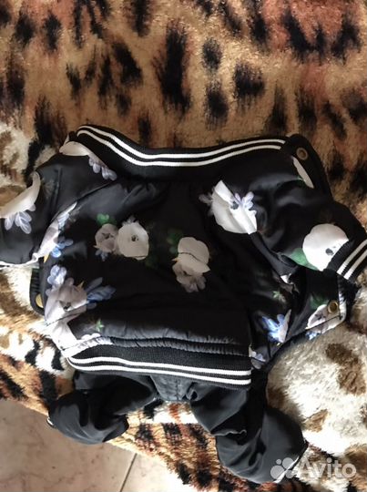 Одежда для собак