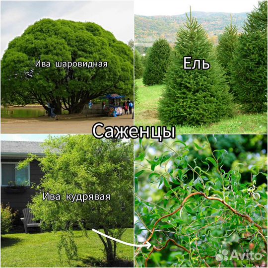 Саженцы ивы, ели