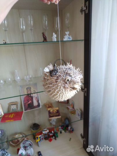 Панцирь морского ежа