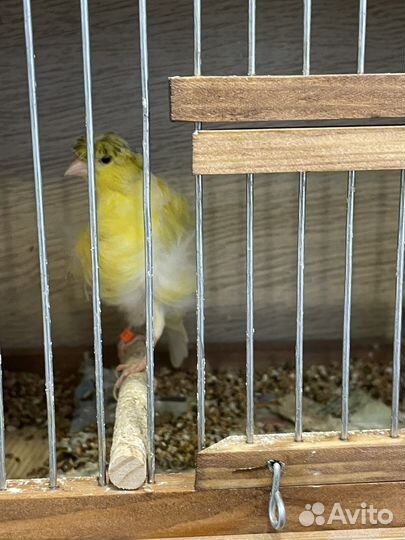 Канарейки и Кенара поющие