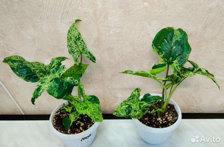 Сингониум моттлед