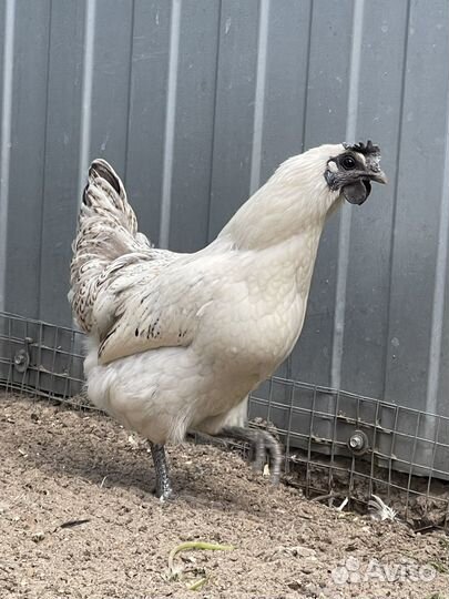 Куры несушки породистые