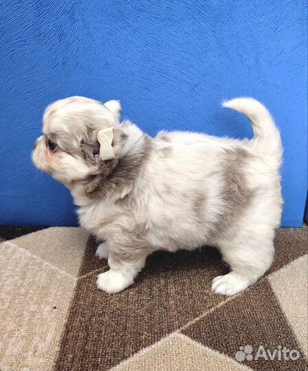 Щенки чихуахуа