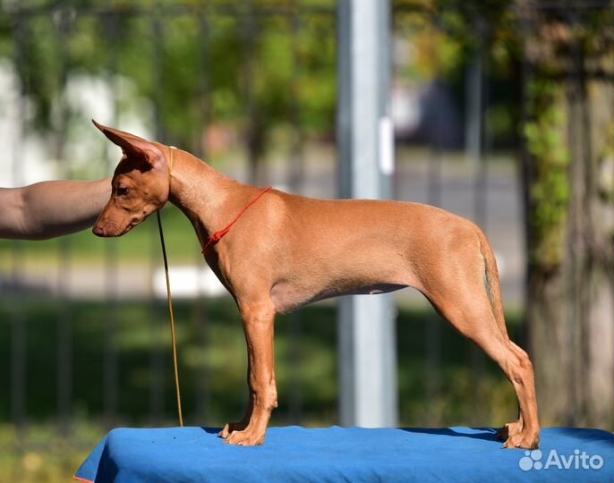 Щенок Чирнеко девочка
