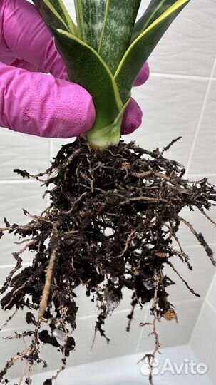 Сансевиерия Голден флейм