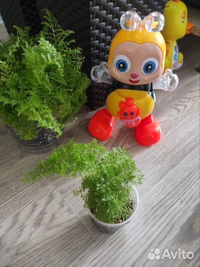 Нефролепис Fluffy Ruffles