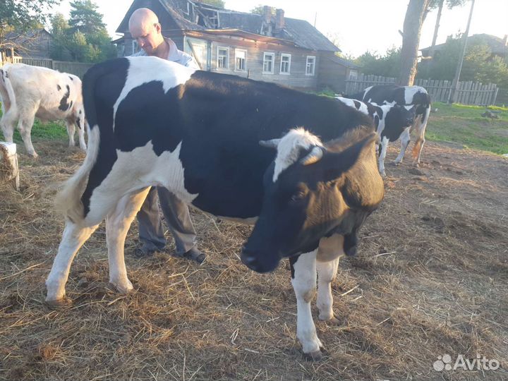 Тёлка холмогорская