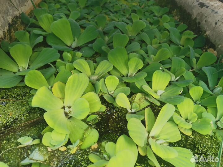 Водяная роза (пистия)