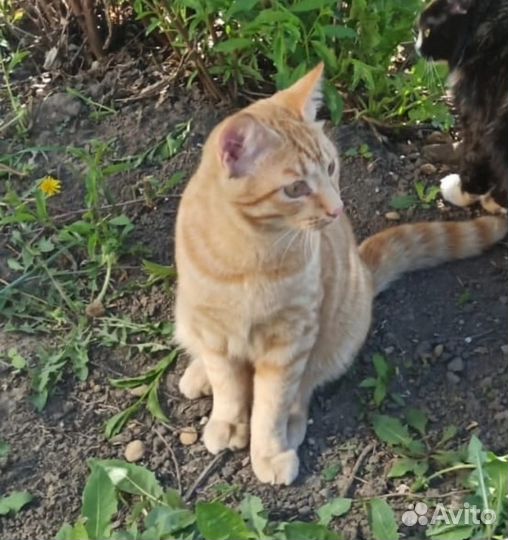 Котенку очень нужен дом