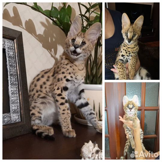 Саванна котята ручные